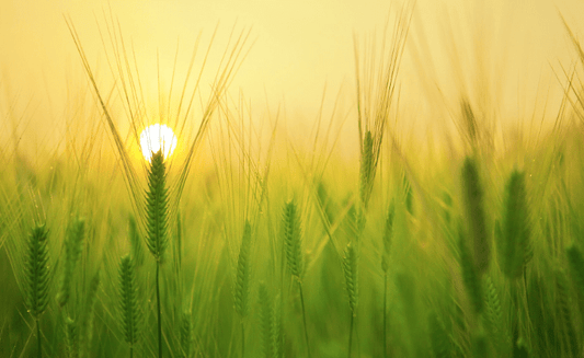 Taking Agriculture to the Skies: Enhancing Farming with Drone Technology - Southern Drone OPS