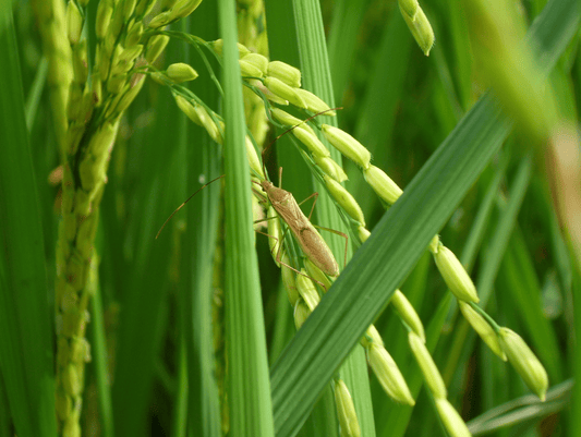 High-Flying Solutions: Drones Tackling Agricultural Pests Head-On - Southern Drone OPS