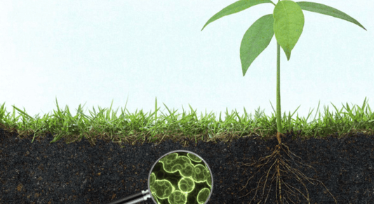 Planning for a Prosperous 2024: Mastering Soil Health and Fertilization - Southern Drone OPS